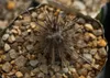 SAFLAX - kaktus mořského ježka - Echinopsis mirabilis - 40 Náhled obrázku produktu 6