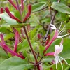 2 x Caprifoglio Red World (Lonicera): set di 2 piante Anteprima dell’immagine prodotto 8