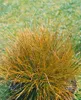 Carex testacea, Neuseeländisches Segge, orange-braun, ca. Produktbild-Vorschau 7
