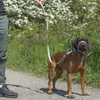 Laisse plate anti-traction pour chien avec appui-museau Voir les images du produit 2