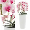 Künstliche Orchidee Cremerosa Kaskaden Blumenstrauß im Topf Produktbild-Vorschau 4