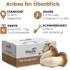 Hawlik Pilzbrut  Kräuterseitling-Kultur – Pilzzuchtset Produktbild-Vorschau 4