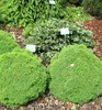 Weiß-Fichte ´ALBERTA GLOBE´ 15-20 cm, Cont. 2,5 l Produktbild-Vorschau 3