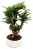 Bonsai da interno - Araucaria cunninghamii - abete da Anteprima dell’immagine prodotto 1