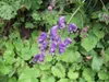 Aconitum napellus, Eisenhut, tiefblau, ca. 11x11 cm Topf Produktbild-Vorschau 13