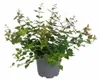 Kolkwitzie 40-60 cm, im Topf - Kolkwitzia amabilis Produktbild-Vorschau 1