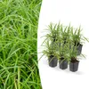 Okrasná tráva - Ostřice japonská - Carex morrowii 'Irish Náhled obrázku produktu 1