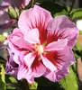 Garteneibisch Hibiscus - Woodbridge - Blüte rot / rosa Produktbild-Vorschau 4