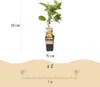 Green boutiQ - Obst Pflanze - Actinidia deliciosa Golden Produktbild-Vorschau 3