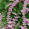 Calluna suspendue - Set de 3 plantes - Bruyère à balai Voir les images du produit 4