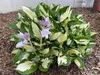 Stauden Gänge 3 x Hosta x fortunei 'Fire and Ice' im 1 Produktbild-Vorschau 3