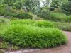 A garden path winding through lush green ornamental grasses and other plants. Produktbild-Vorschau