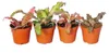 4er Set Erdbromelie - Cryptanthus - buntlaubige Pflanze - Produktbild-Vorschau 2