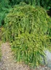 Larix kaempferi 'Pendula', Japanische Lärche, hängend, Produktbild-Vorschau 10