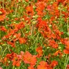 Stauden Gänge 1 x Geum chiloense 'Mrs Bradshaw / Feuerball‘ Produktbild-Vorschau 3