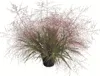 Liebesgras - Eragrostis spectabilis, Topf 13 cm - 13cm Produktbild-Vorschau 1