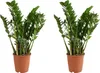 Bloomique - 2er Set - Zamioculcas Zamiifolia - Glücksfeder Produktbild-Vorschau 1