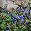 Bloomique - Zestaw 6 szt. - Ceratostigma Plumbaginoides - Podgląd zdjęcia produktu 1