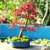 Außergewöhnliche Bonsai Samen mit hoher Keimrate - Pflanzen Produktbild-Vorschau 4