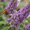 x1 Buddleja davidii 'Tricolor' P17 H40 Produktbild-Vorschau 4