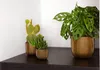 Three potted plants on a dark surface against a white wall. Produktbild-Vorschau
