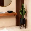Green boutiQ - Zimmerpflanze - Euphorbia eritrea - Produktbild-Vorschau 5