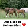 Bodenarbeitsseil Länge 3,2 m Bodenleine Führseil mit Bull Produktbild-Vorschau 5