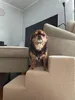 Dogeste scaletta per cani 3 gradini, 32 cm, antiscivolo, Anteprima dell’immagine prodotto 5