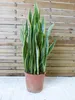 [Palmenlager] XL Sansevieria "laurentii" 100 cm - 24 cm Ø Produktbild-Vorschau 1