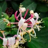2er-Set - Lonicera Henryi - Geißblatt - Orange, Rot - Produktbild-Vorschau 3