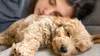 Welpen-Hundesnacks Puppy Power mit natürlichen Produktbild-Vorschau 2