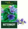Natternkopf blau Samen - Echium plantagineum - Produktbild-Vorschau 1