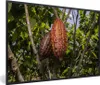 MuchoWow® MuchoWow® Gerahmtes Poster Tropische Farben der Produktbild-Vorschau 1