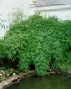 Fargesia murieliae 'Simba', Bambus, 60–80 cm, winterhart Produktbild-Vorschau 4