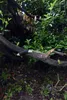 Silky Super Accel Curve 210-8 Klappsäge – Leichte Astsäge Produktbild-Vorschau 5