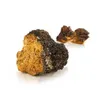 MycoMedica Chaga 90 tobolek MYCOMEDICA Náhled obrázku produktu 3
