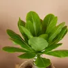 Bloomique - Brighamia Insignis - Palmier d'Hawaï - Plantes Voir les images du produit 4