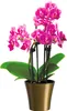 Santino Arte Pflanztöpfe Ø 13.5 cm, H 12.5 cm Gold/Schwarz Produktbild-Vorschau 7