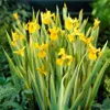 Bloomique - Iris Pseudacorus - Heimische Sumpf-Schwertlilie Produktbild-Vorschau 2