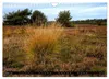Lüneburger Heide (Wandkalender 2027 DIN A4 quer), CALVENDO Produktbild-Vorschau 6