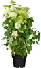 Hydrangea arborescens 'Annabelle', Schneeballhortensie, Produktbild-Vorschau 1
