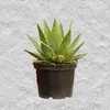 Semená Agave Kerchovei - balenie 5 ks - Exotické semená - Náhľad obrázku produktu 3