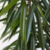 Ficus pleureur - Ficus binnendijkii - Hauteur 100-110cm - Voir les images du produit 3