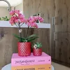 Kolibri Orchids | Rote Schmetterlings-Orchidee Congo + Produktbild-Vorschau 2