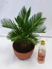 [Palmenlager] - Cycas revoluta 50 cm, Stamm 10 cm - 20 cm Ø Produktbild-Vorschau 2