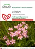 SAFLAX - Centaury - Centaurium erythraea - 250 Semená Náhľad obrázku produktu 1