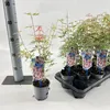 Acer pal. 'Iyoshi' - Fächerahorn | 30-40 cm im Topf Produktbild-Vorschau 1