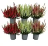 Conjunto de Calluna vulgaris (brezo común) con 6 plantas. Vista previa de la imagen del producto 1