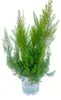 Enseleits Erika arborea, Baumheide 1 Herbstpflanze Produktbild-Vorschau 1