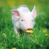 Wandkalender 2027 Schweinchen / Piggies 30x30 cm mit Extra Produktbild-Vorschau 9